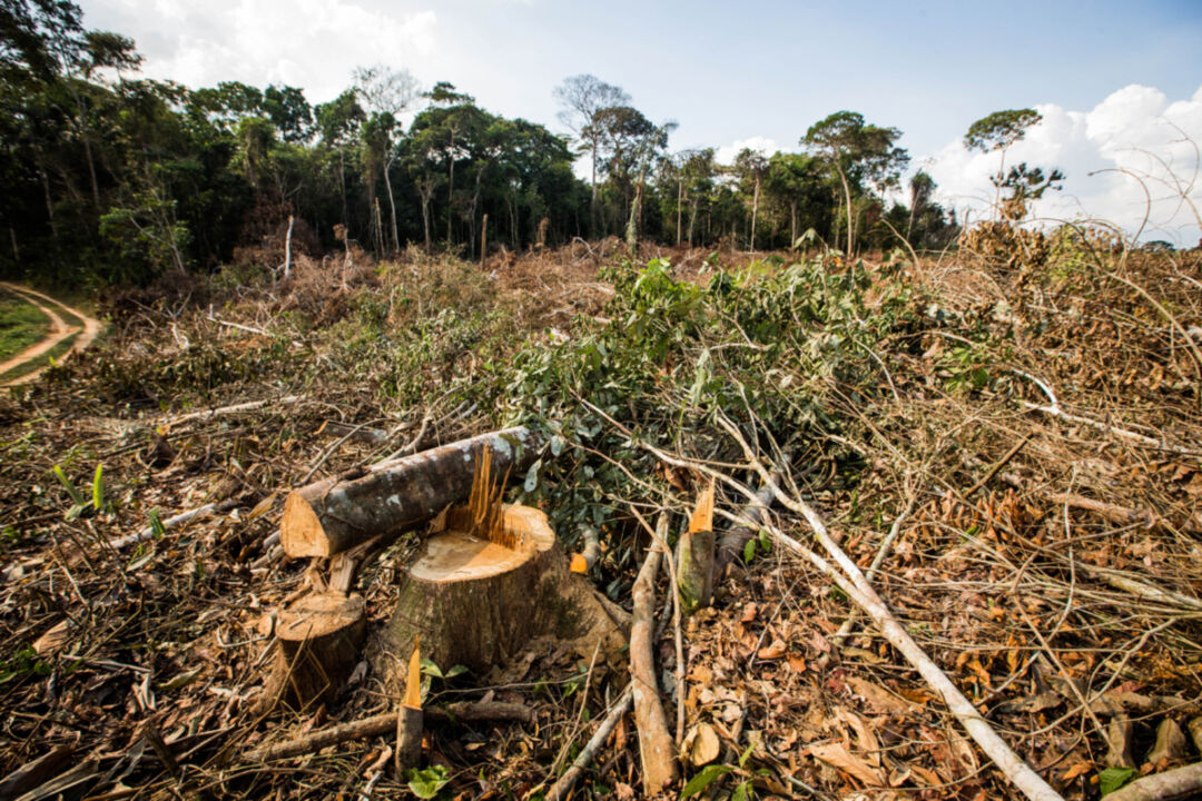 Perda de florestas tropicais primárias no Brasil foi a maior do mundo em 2021