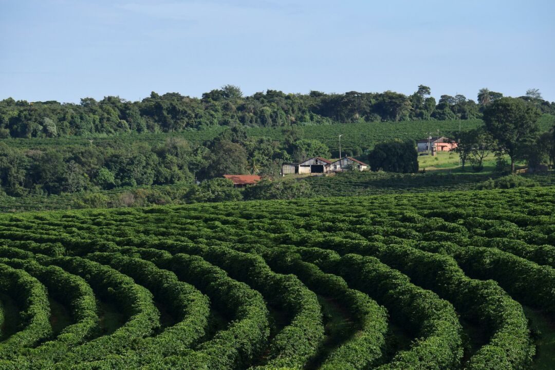 Nova tecnologia para o café será apresentada em seminário internacional