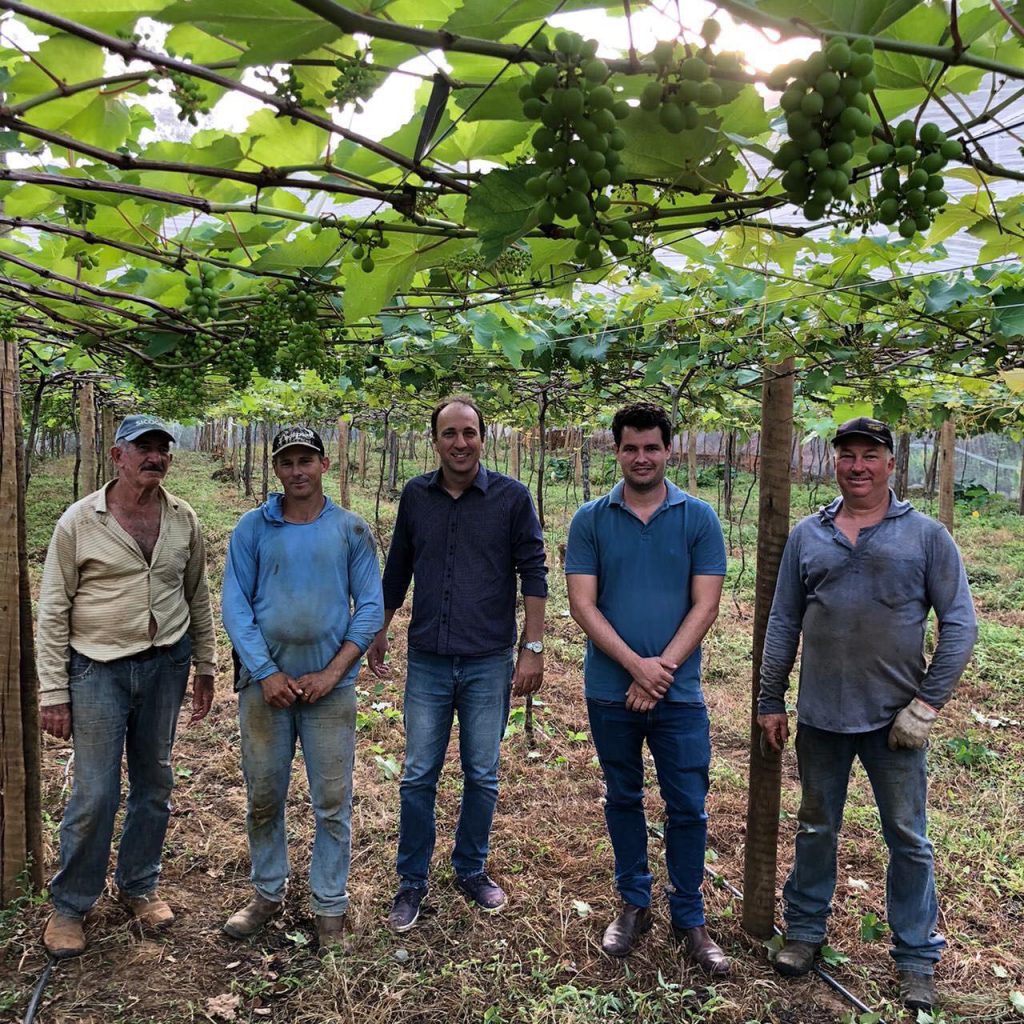 Produtores se preparam para segunda colheita de uva em Linhares