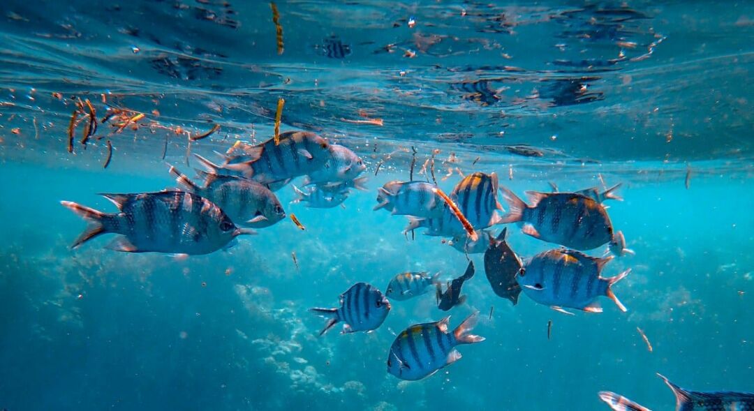 Como funciona a produção de peixes em águas da União?
