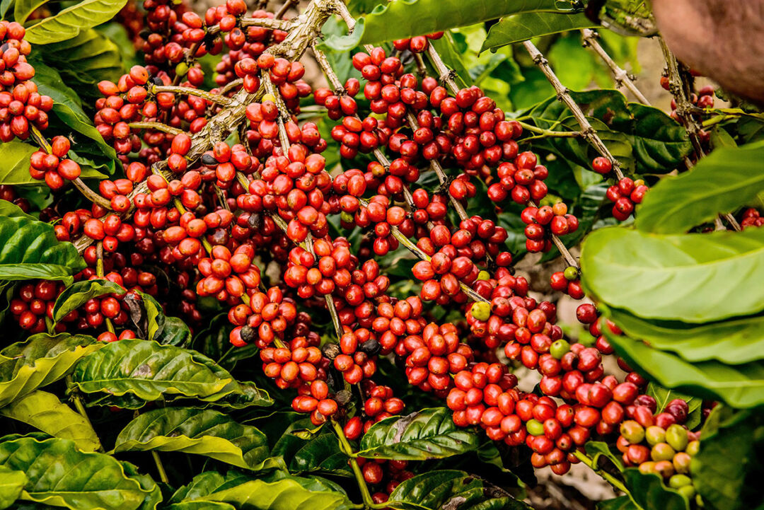 Abertura da colheita do Café Conilon no Estado é realizada em