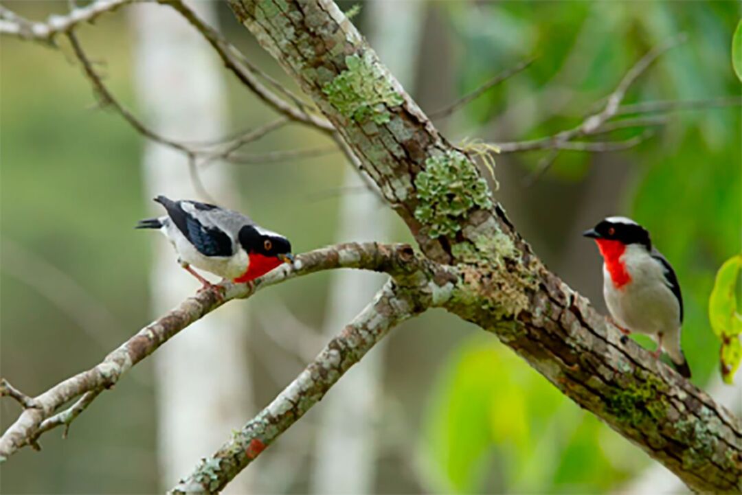 Palácio Anchieta recebe Exposição Fotográfica Aves de Caetés