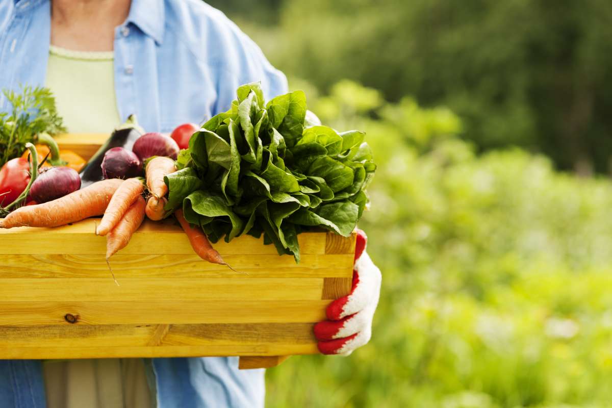 Campanha promove alimentos orgânicos em todo o Brasil