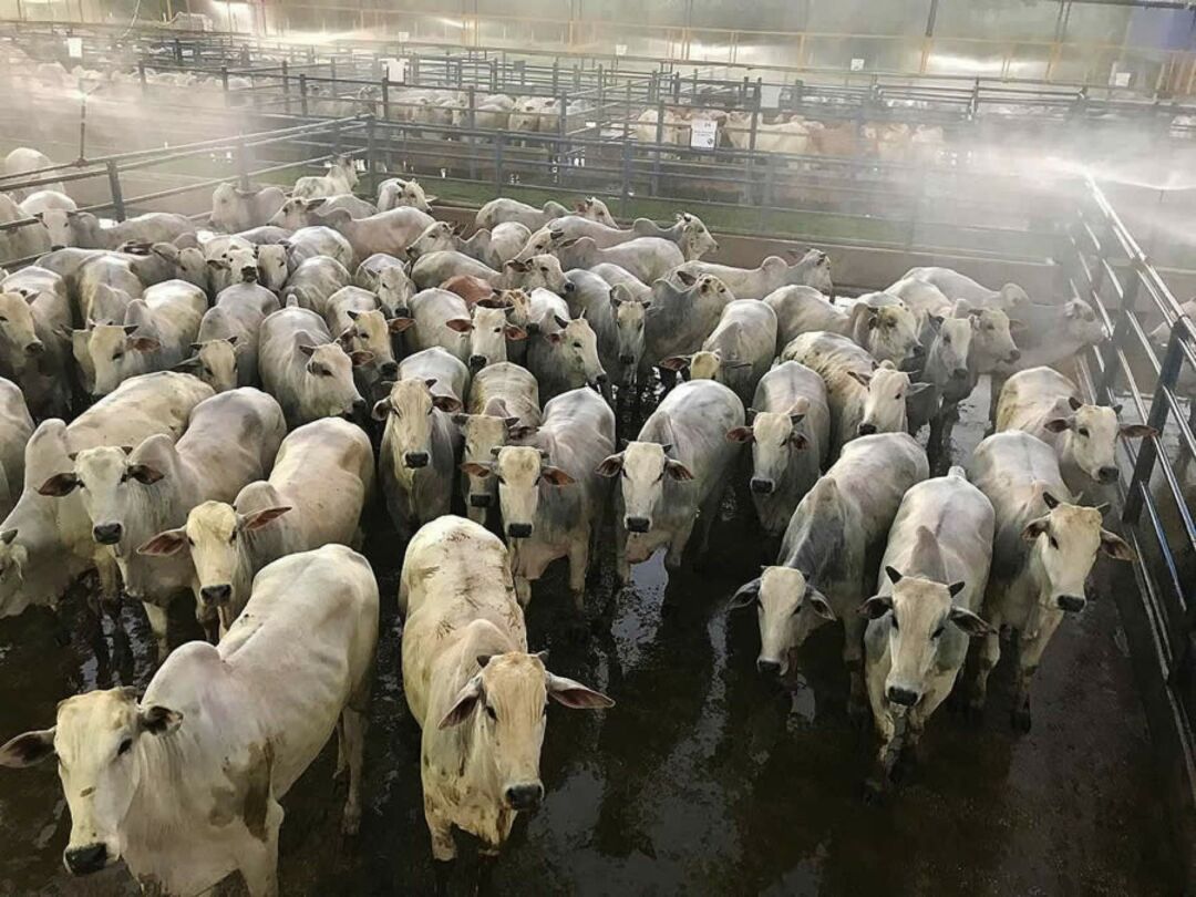 Circuito Nelore de Qualidade realiza segunda etapa na Bolívia e deve receber mais de 700 animais