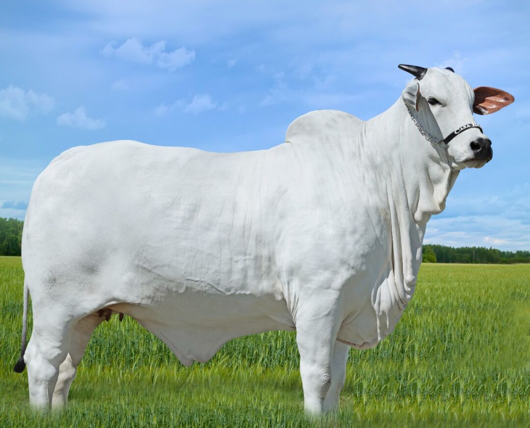 Novo recorde: vaca da raça Nelore é comercializada por R$ 5,76 milhões