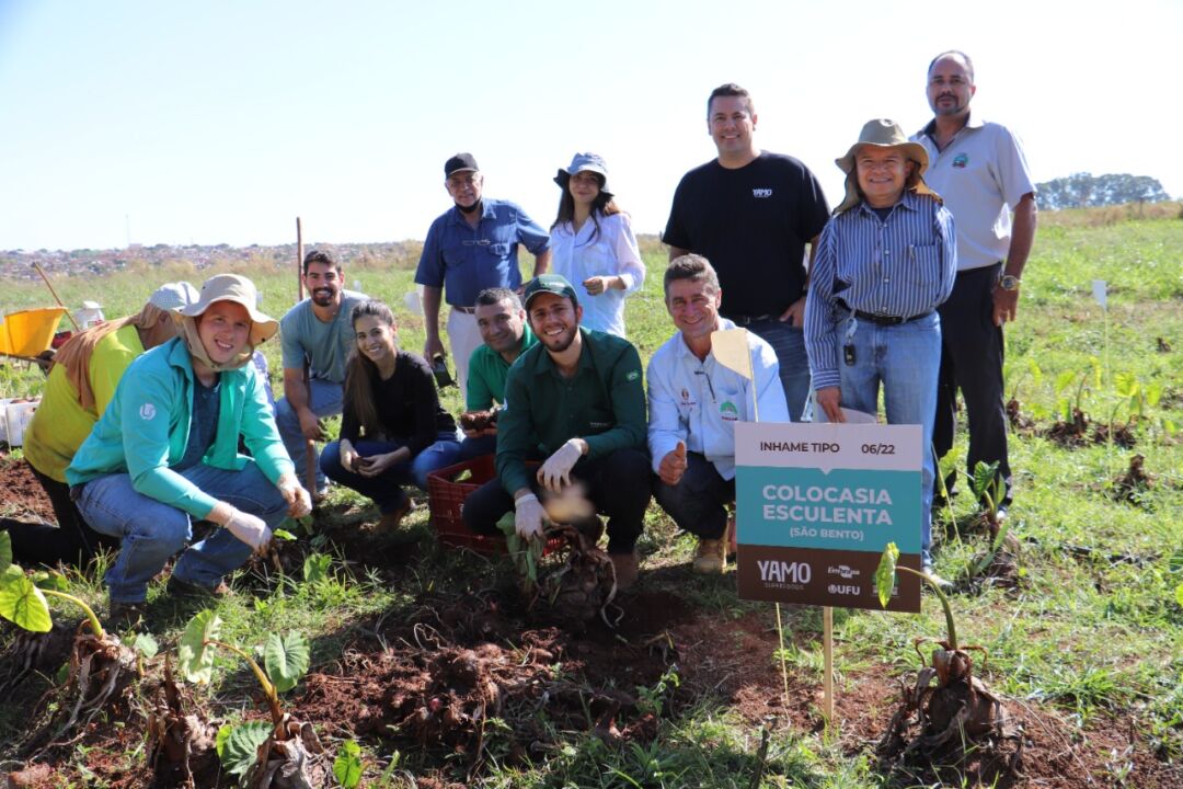 Inhame capixaba é cultivado no Cerrado Mineiro e apresenta bons resultados