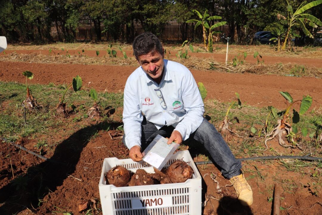 Semana Municipal do Inhame começa amanhã (20) em Marechal Floriano