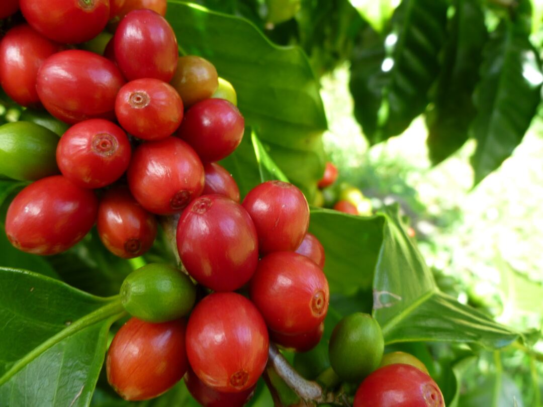 Incaper apresenta características agronômicas de 600 genótipos de Coffea canephora