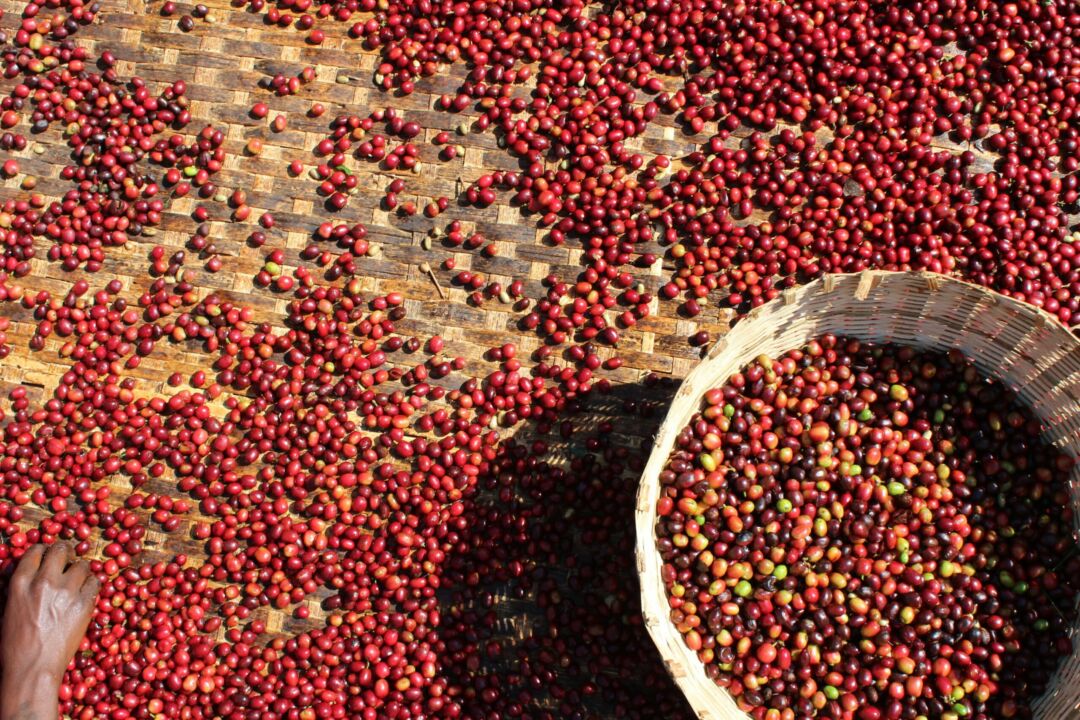 Atual safra de café deve ser favorecida pelo tempo seco