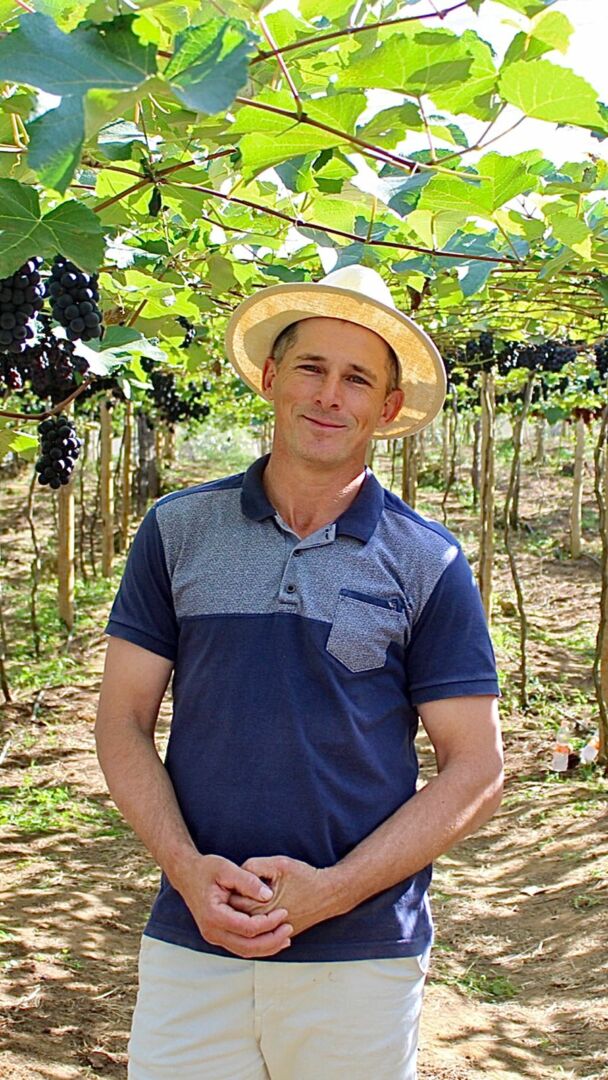 Colheita de uva é sucesso em Linhares