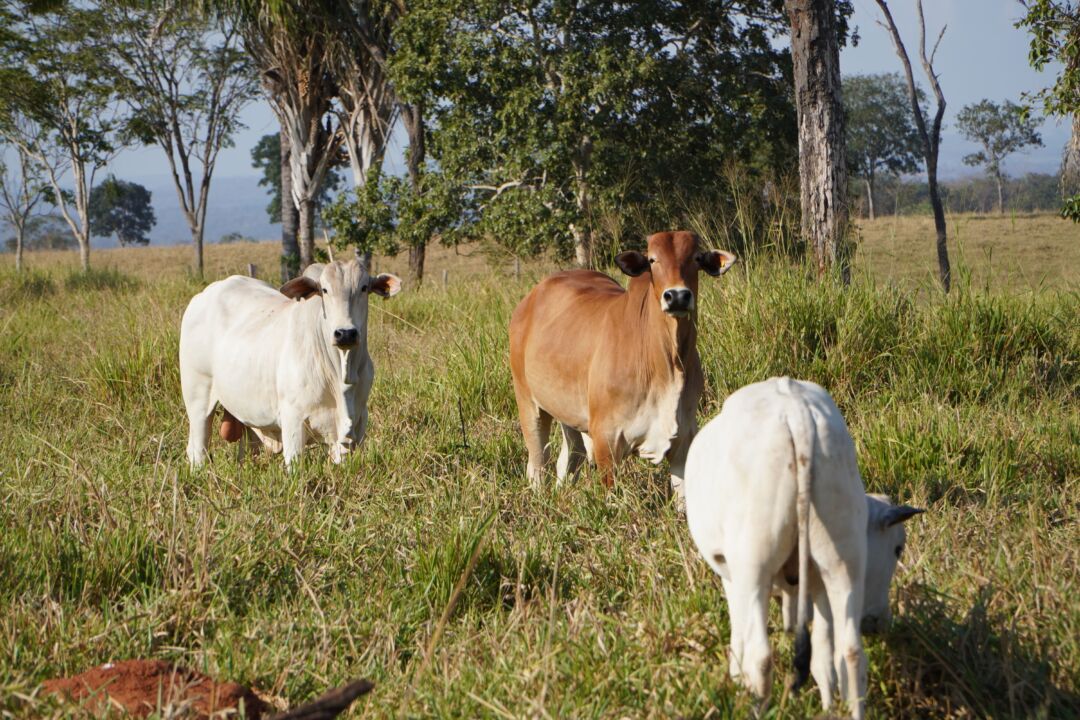 Adubação de pastagem é garantia de mais arroba por hectare