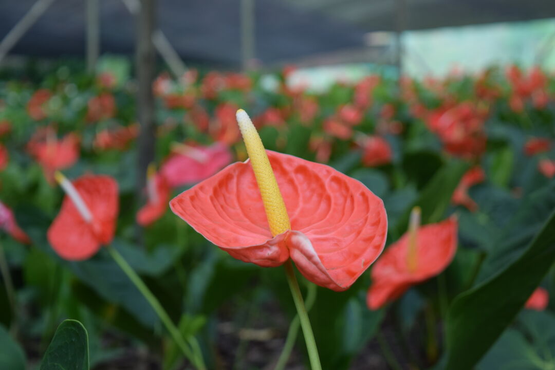 Seminário sobre cultivo de flores e plantas ornamentais será na próxima semana em Marechal Floriano