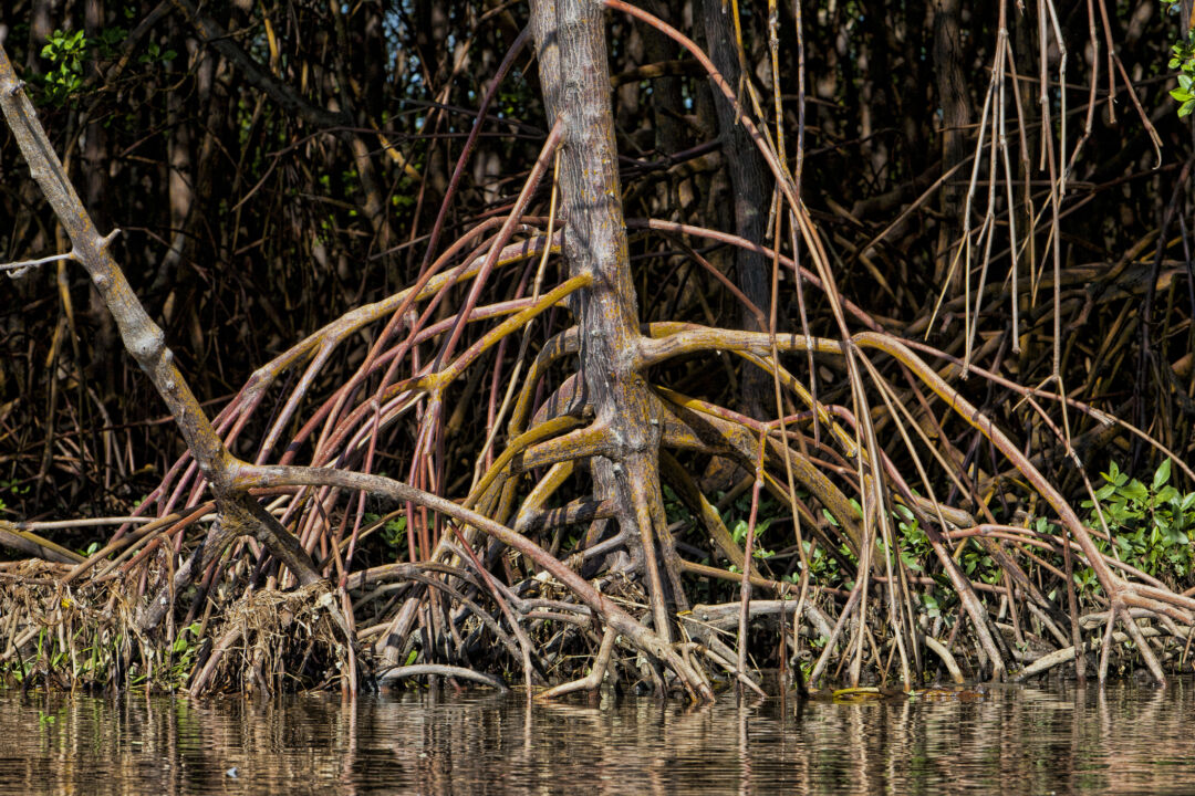 Pesquisadores capixabas descobrem manguezal de água doce na Amazônia