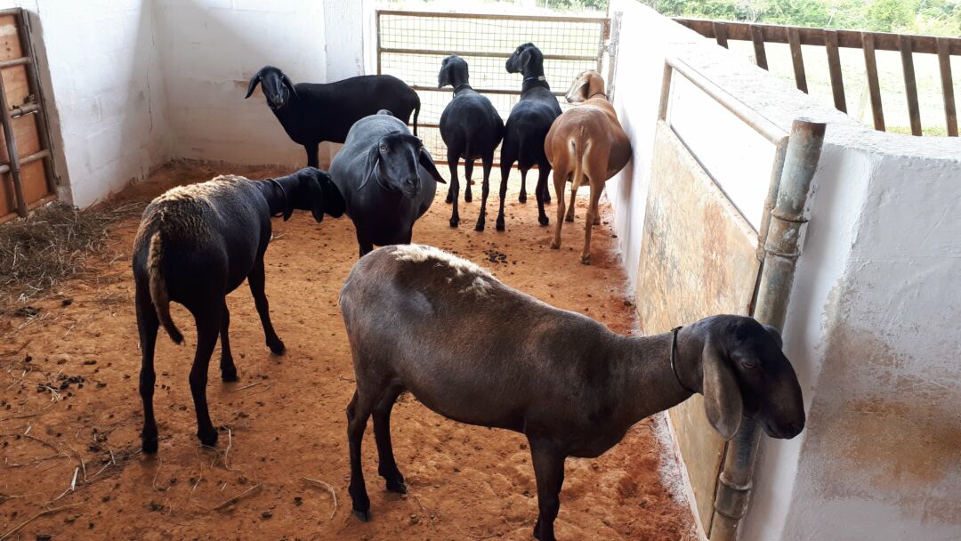 Parceria entre Ifes Campus Itapina e Ufes para melhoria genética de ovinos