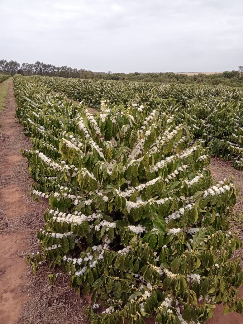 Irrigação localizada assegura florada em regiões produtoras de café