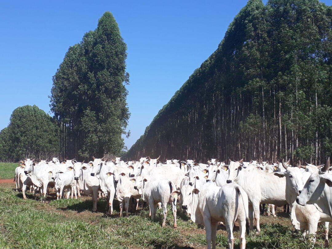 Evento reforça incentivo à produção sustentável na pecuária