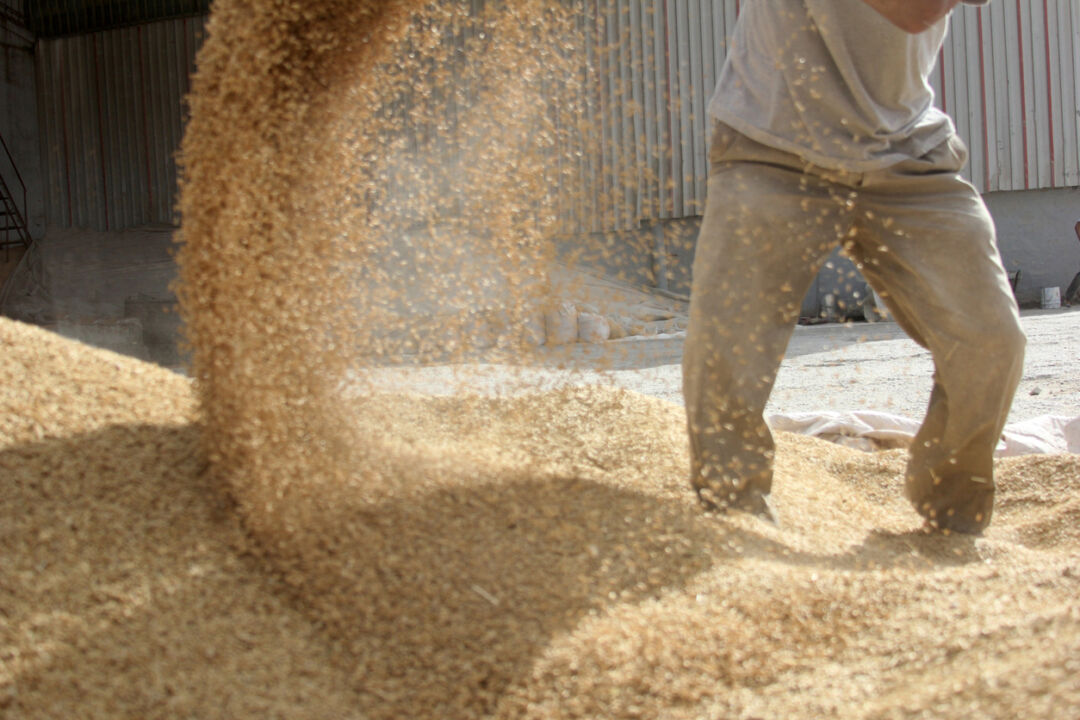 Setor de alimentação animal tem crescimento estimado em 1,5% no ano
