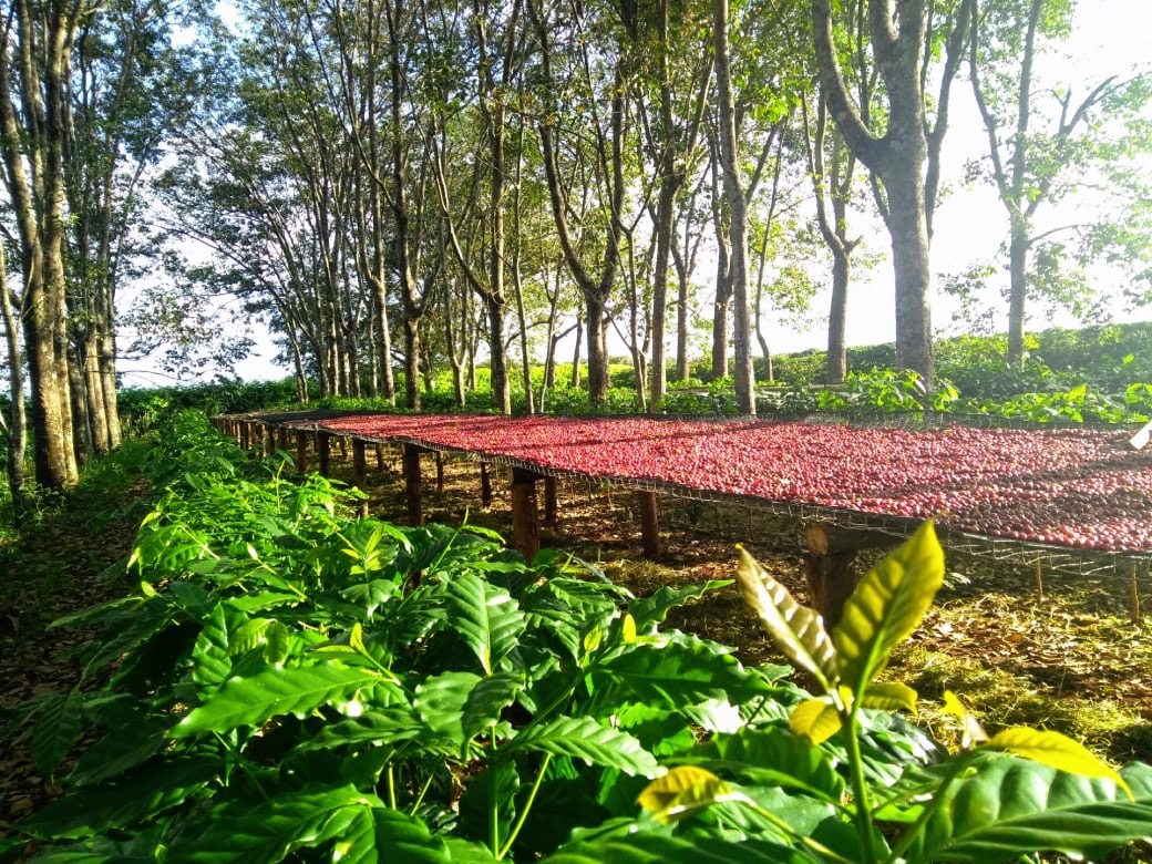 Café regenerativo do Cerrado será lançado no próximo sábado em Minas Gerais
