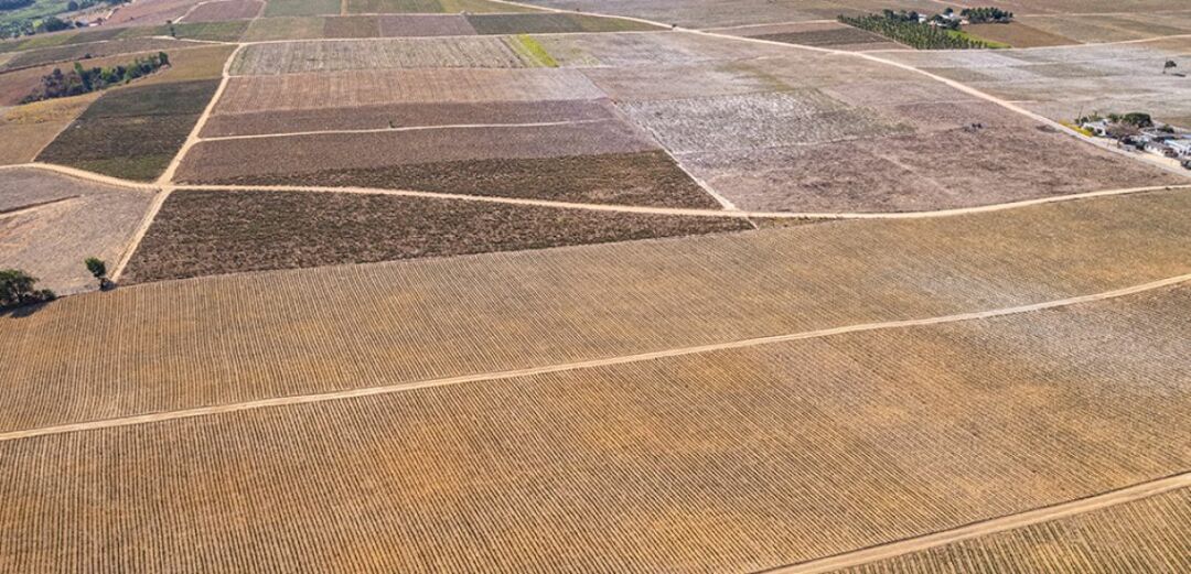 Seca atinge cerca de 70% da produção de abacaxi em Marataízes