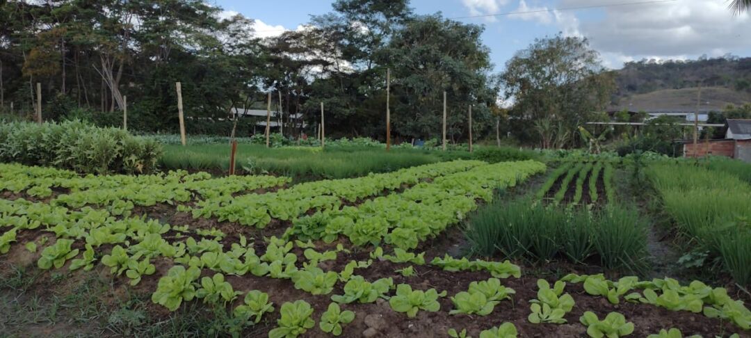 Hortões de Barra do São Francisco produzem 788 kg de legumes e 189 caixas de verduras em julho