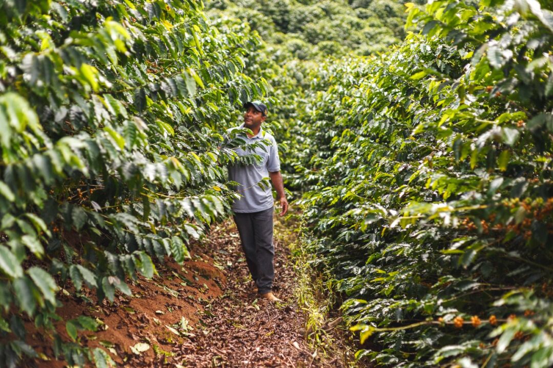 Cafeicultores Fairtrade do Brasil focam na agricultura regenerativa e na produção orgânica
