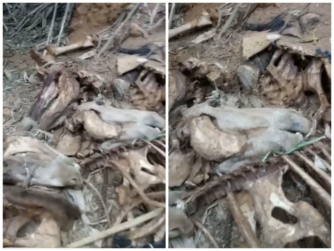 Ossos e cabeças de quatro cavalos são encontrados em estrada ao lado da BR-262