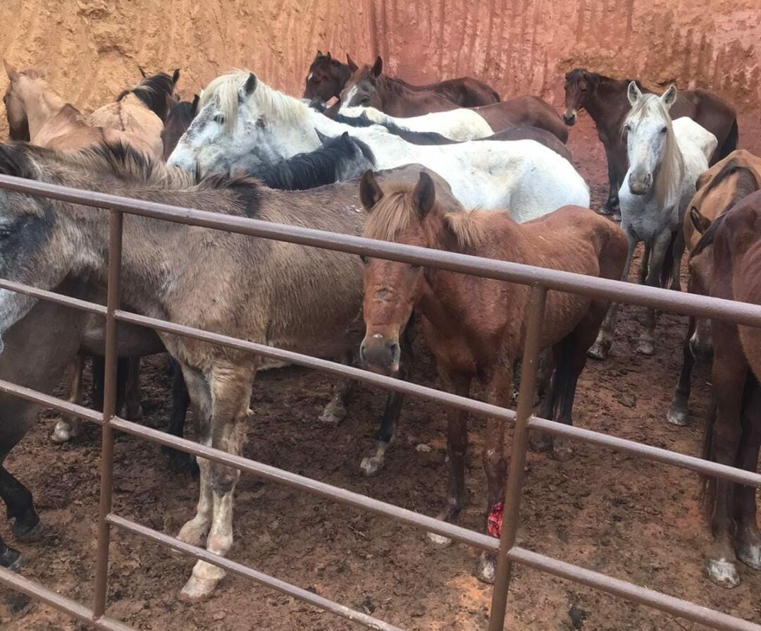 Interditado local que abatia cavalo para vender como carne bovina no Espírito Santo