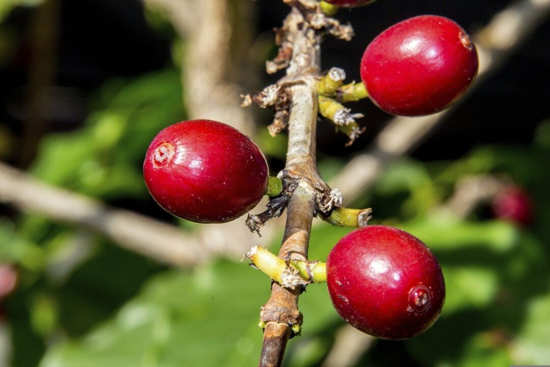Produção de café está estimada em 50,38 milhões de sacas na safra 2022