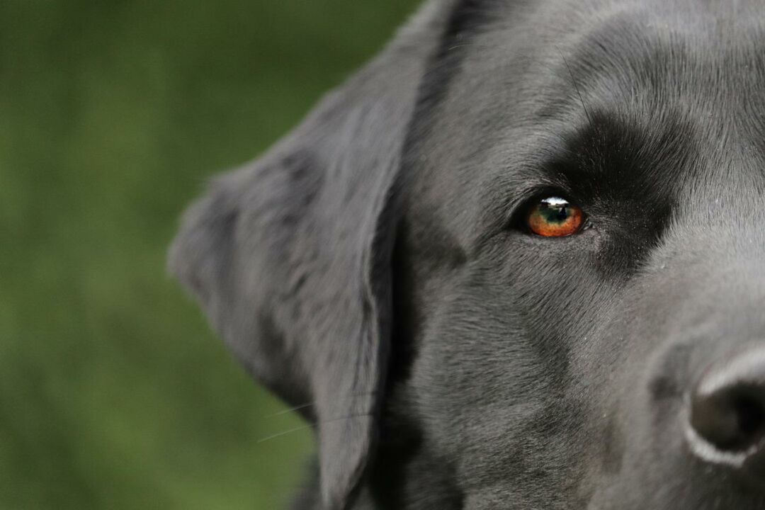 Polícia interdita fábrica e recolhe produtos para alimentação animal suspeitos de contaminação
