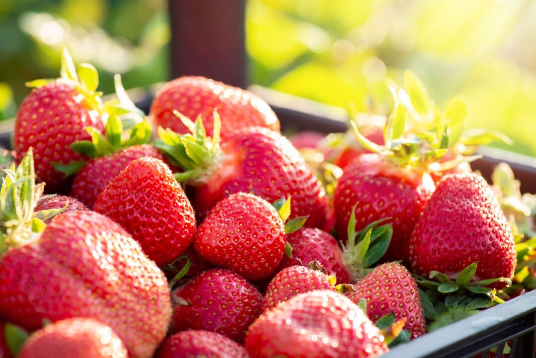 Lançadas cartilhas educativas sobre Produção Integrada
