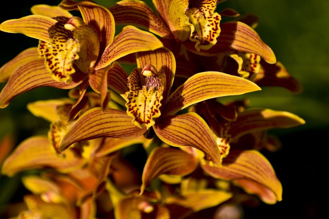 Exposição Nacional de Orquídeas será em Venda Nova no fim de semana