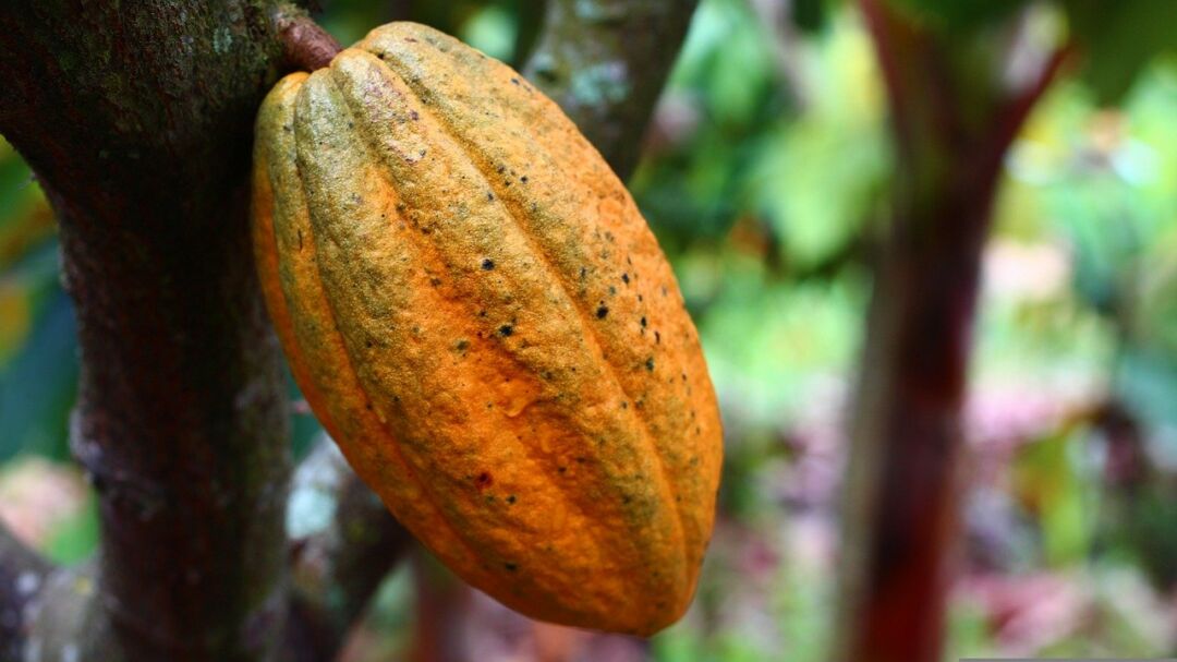 Inscrições abertas para Simpósio sobre Sistemas Agroflorestais com Cacaueiro