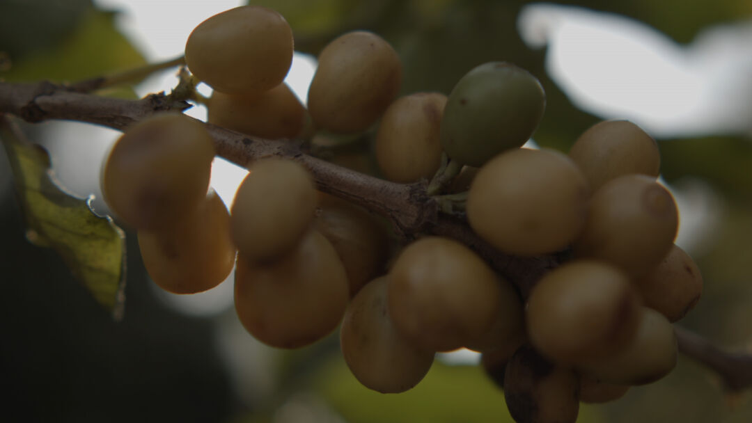 Regiões Produtoras de café do Brasil com Origem Controlada promovem Cupping na Semana Internacional do Café