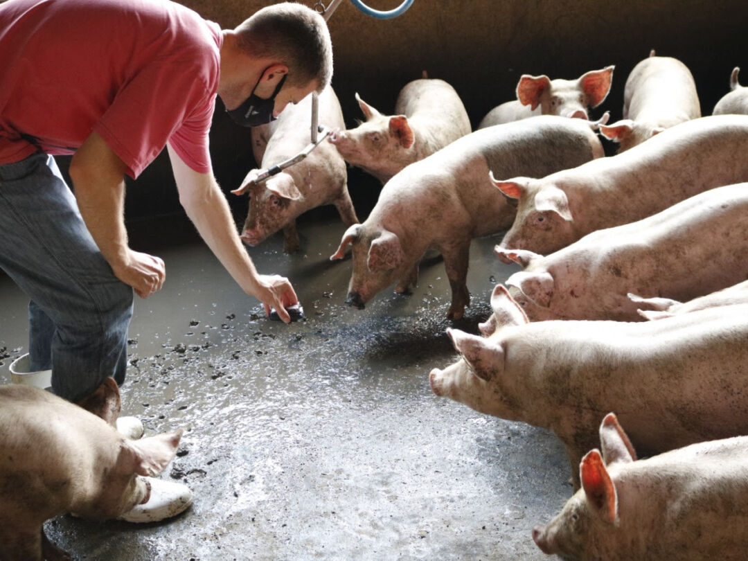 Programa Integração Universidade Empresa contribui para projetos agropecuários