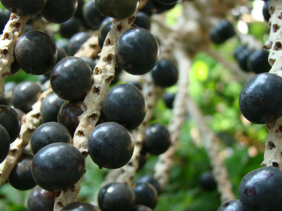 Açaí e muito Brasil em espaço gastronômico de Dubai