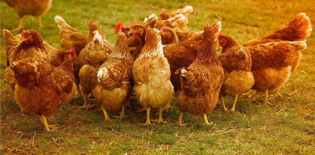 70% do frango consumido no Catar é brasileiro