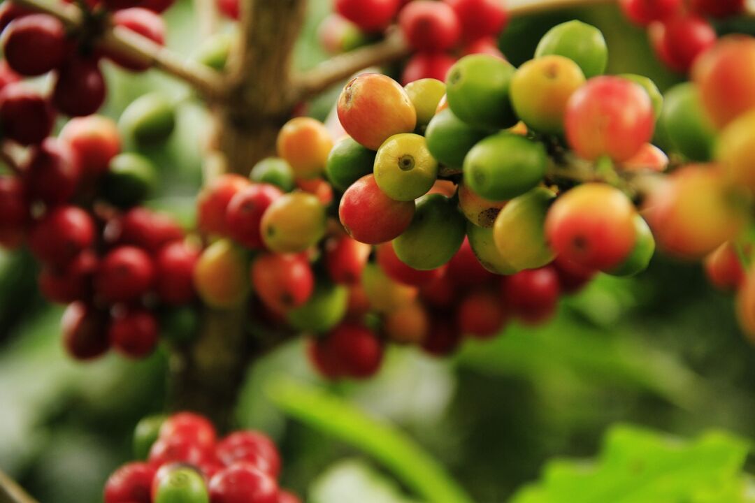 Preços do café robusta reagem, avalia Cepea