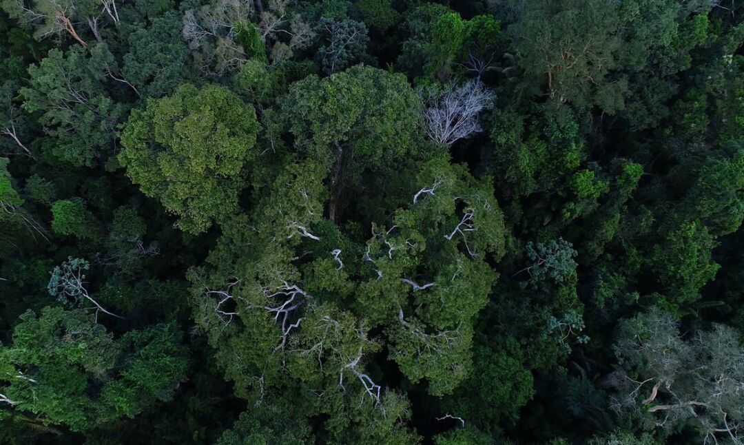 Na COP27, Brasil lista ações de sustentabilidade dos últimos 4 anos