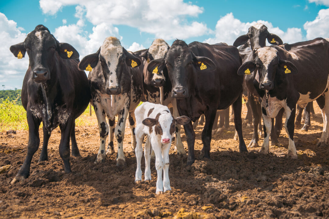 <strong>Nater Coop vai investir R$ 10 milhões para expandir condomínios agropecuários</strong>