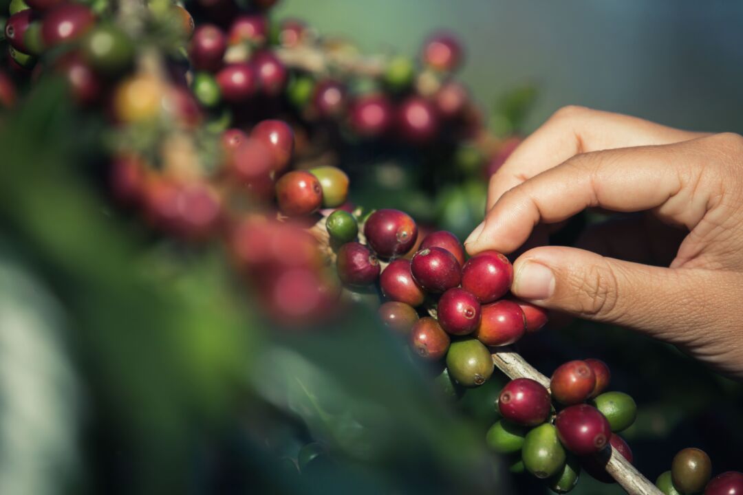 Primeiro levantamento da safra 2023 de café indica uma produção de 54,94 milhões de sacas