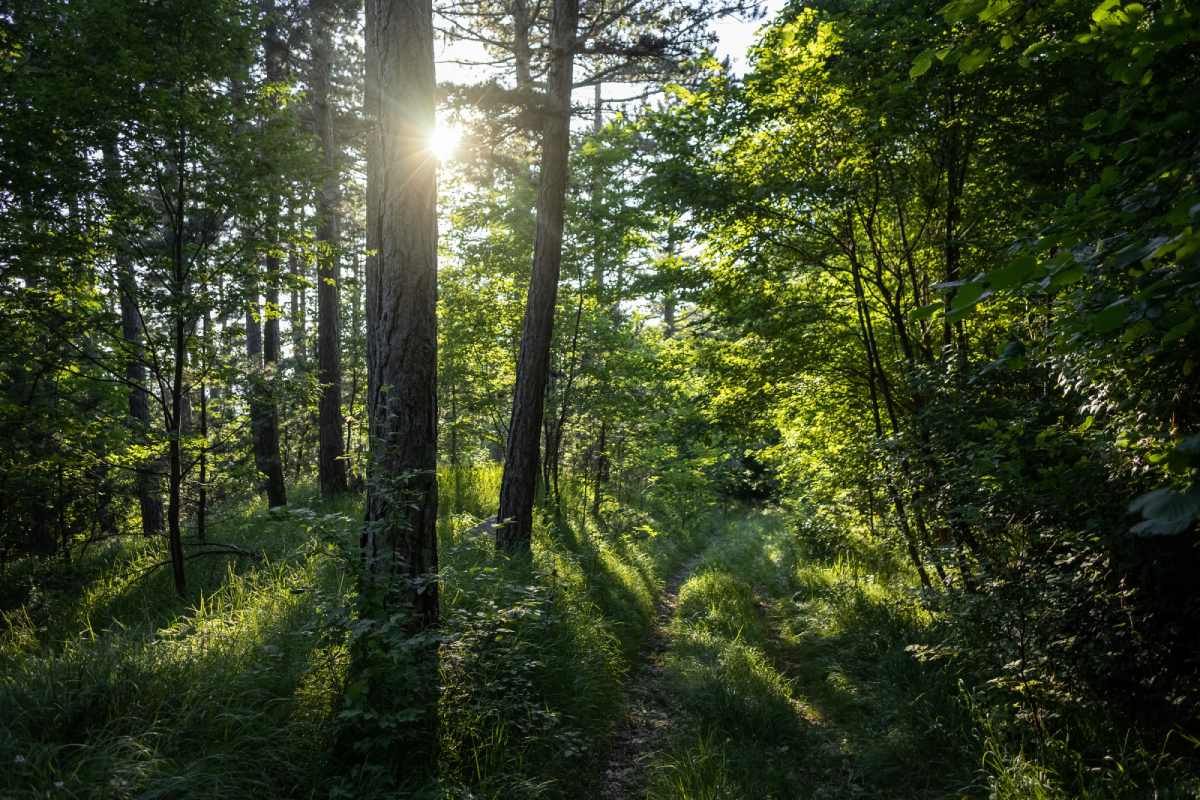 Produtor doa 10 mil hectares resulta na criação do maior parque natural do bioma Pantanal
