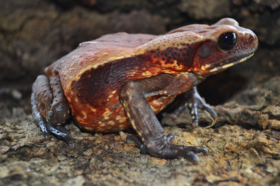 <strong>Expedição encontra espécies raras da fauna brasileira em reserva no Cerrado</strong>