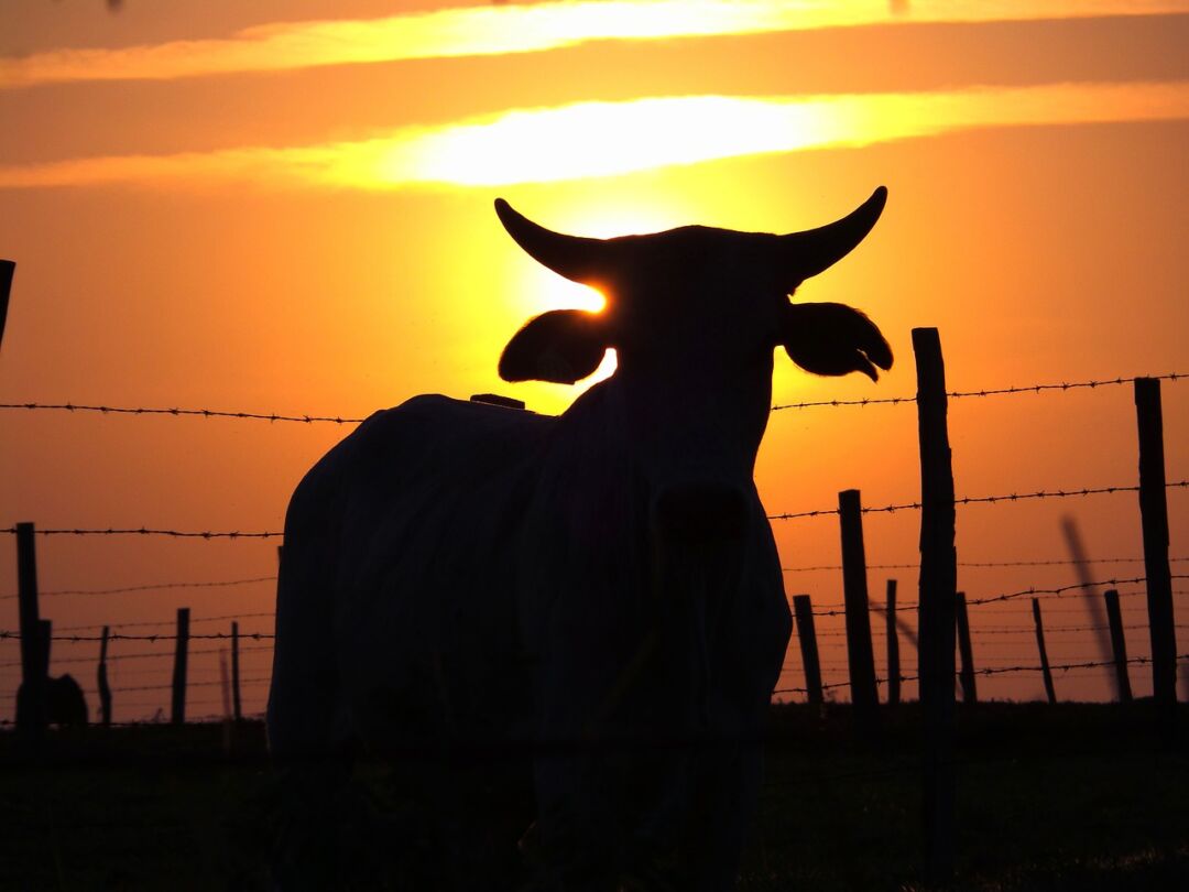 Registrado caso suspeito de Encefalopatia Espongiforme Bovina (Mal da "vaca louca")
