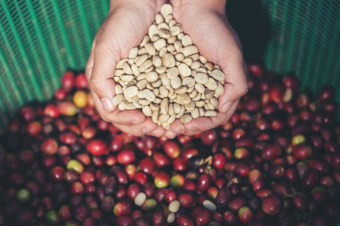 Projeto cria roteiro turístico dos cafés da Alta Mogiana, entre São Paulo e Minas Gerais