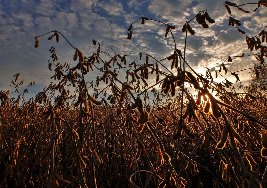 Valor da Produção Agropecuária previsto para 2023 tem o melhor resultado em 34 anos