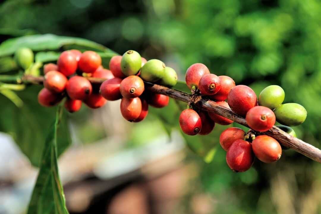 Embrapa lança curso na Internet sobre cafeicultura no Cerrado