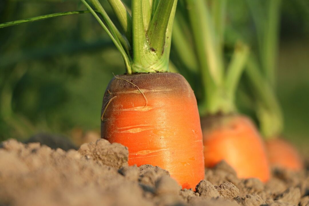 Mais de 39 mil agricultores familiares irão receber benefício do Garantia-Safra em março