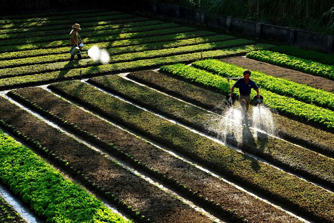 Agronegócios e serviços lideram crescimento do PIB no ES