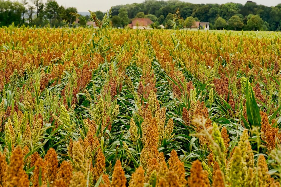 Açaí, sisal, sorgo, triticale e uva passam a integrar Programa de Garantia de Preço para a Agricultura Familiar