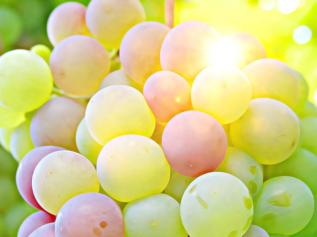 Agricultores de Santa Teresa (ES) serão capacitados para transição de manejo orgânico/biodinâmico nos vinhedos da região